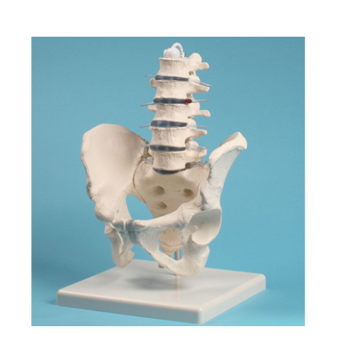 Human Male Pelvis With Lumbar Vertebrae