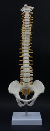 Modelo Mini humano do Spine