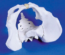 Waterproof Human Male Pelvis Model