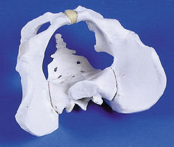 Human Male Pelvis Model