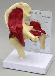 Mini Hip Joint With Muscles