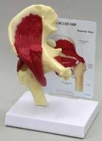 Mini Hip Joint With Muscles