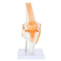 Mini Knee Joint Model