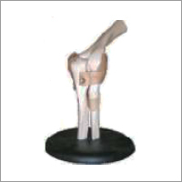 Elbow Joint Model