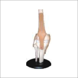 Knee Joint Model