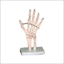 Hand Joint Model