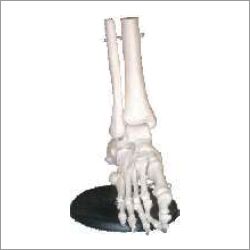 Foot Joint Model