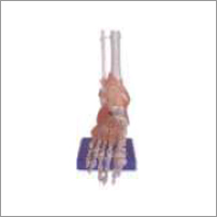 Foot Joint Ligaments Model