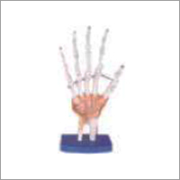 Life Size Hand Joint (Ligaments Model)