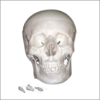 Life Size Skull Model