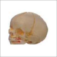 Infant Skull Model