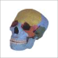 Life Size Coloured Skull Model