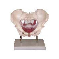 Female Pelvic Muscles Model (Organs Model)