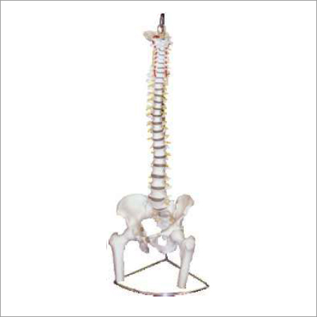 Femur Heads Model