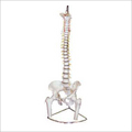 Femur Heads Model