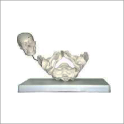 Birth Demonstration Model
