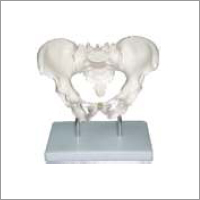 Adult Male Pelvis