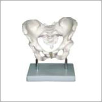 Adult Female Pelvis Model