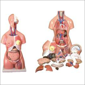Unisex Torso (23 parts 85CM)