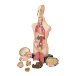 Male Muscle Figure (86 Cms )