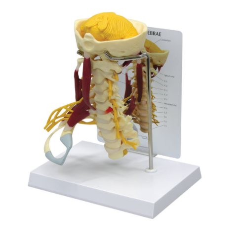 Cervical Spine Model