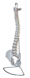 Human Spinal Column Model