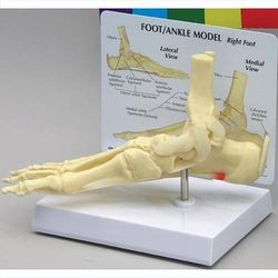 Human Foot Model