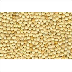 Yellow Millets
