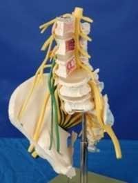 Modelo Lumbar do Spine de Sacral