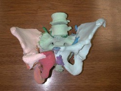 FEMALE FLEXIBLE Pelvis  Model