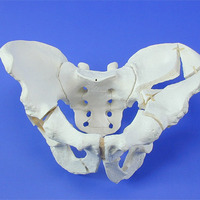 Male Pelvis Model