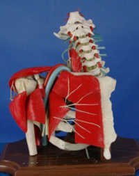 ombro com msculos e modelo dos spines