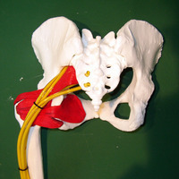 pelvis with nerves and muscles Model