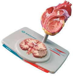 Lipitor Caduet Heart Model