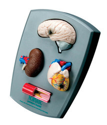 Plastic Four-Piece Hypertension Model