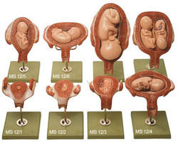 Fetal Development Set Model