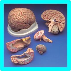SKULL WITH 8 PART BRAIN 