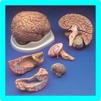 SKULL WITH 8 PART BRAIN