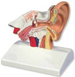 Ear Anatomical Model Mould For: Medical Students