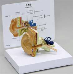 Giant Ear Model