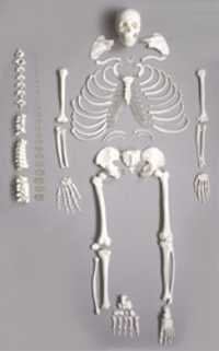 Deluxe Life Size Human Disarticulated Skeleton Model