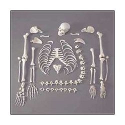 Disarticulated Life Size Skeleton Bone Set