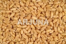 Wheat