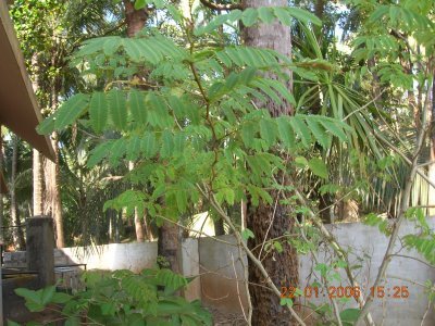 Acacia Catchu