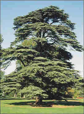 Cedrus Deodara