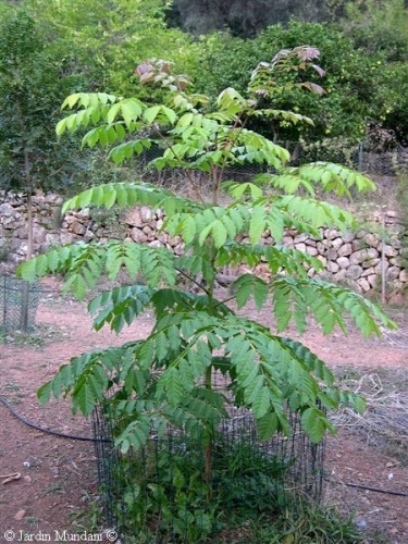 Multi Purpose and Ornamental Tree Seeds