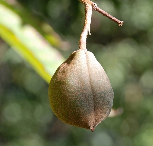Aesculus Indica