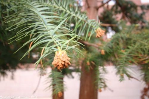 Cunninghamia Lanceolata