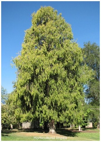 Cupressus Funebris