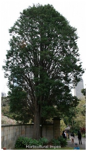 Cupressus Lusitanica